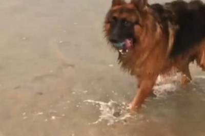 Hilarious Interaction: Prairie Dog's Mind-Blown Moment with Unexpected Dog Encounter!