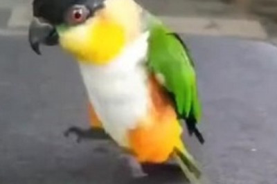 Hilarious Parrot Takes a Stroll - You Won't Believe What Happens Next!