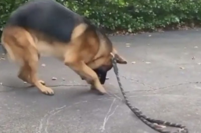 Nighttime Shenanigans: Hilarious Dog Takes on the Dark with Unpredictable Antics!