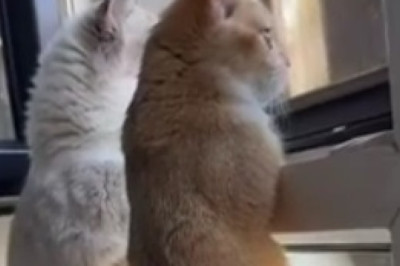Purrrfectly Mannered Felines: Watch How This Hilarious Gang of Polite Cats Will Leave You in Stitches!