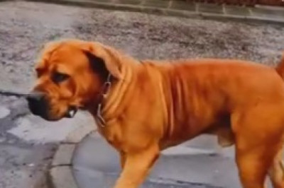 Supermarket Shenanigans: Dog Secretly Masters Art of Shopping!