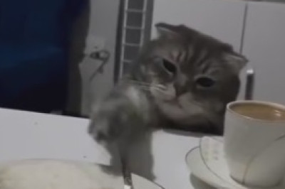 Take a Break and Meow Out Loud: Cat Hilariously Turns a Laptop into the Purrfect Bed!