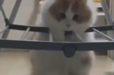 Adorably Hilarious: This Funny Video of a Lovely Cat Will Melt Your Heart and Tickle Your Funny Bone!