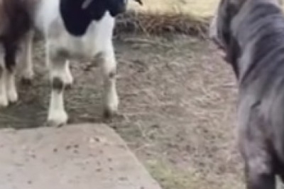 Cuteness Overload: Watch These Adorable Dogs Turn a House into Their Play Haven!