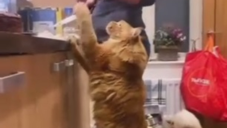 Eggs-travaganza! Hilarious Video Reveals Cat's Ultimate Obsession with Eggs - You Won't Believe the Funny Antics!