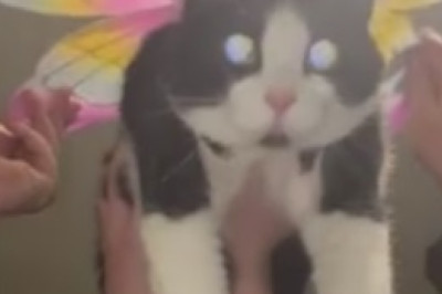 Hilarious Cat Discovers Dark Room and Hilarity Ensues! You Won't Believe What Happens Next!