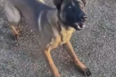 Hilarious Dog Training Fails That Will Make You Laugh Out Loud!