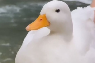 Hilarious Goose Spreads Pure Joy at the River's Edge!