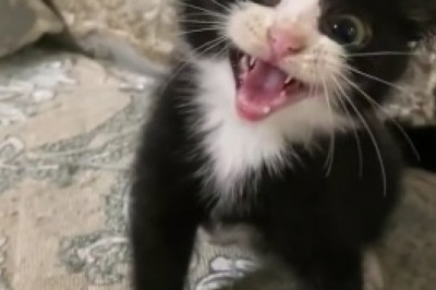 Hilarious Pet Chronicles: Prepare for Nonstop Laughter with these Ridiculously Funny Pets!