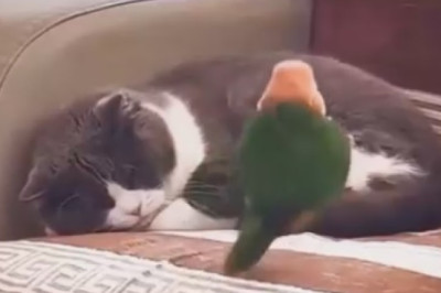 Hilarious Pets Gone Wild: Prepare for Non-Stop Laughter in this Gut-Busting Funny Video Compilation!