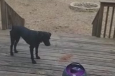 Hilariously Adorable: Tiny Dog Takes on the Role of Zandia and Steals the Show!