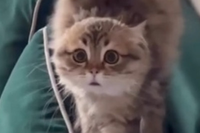 Hungry Cat Eats Like There's No Tomorrow - Hilarious Munch Time Frenzy!