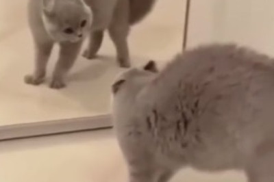 Pawsitively Hilarious: This Viral Video of Cats Being Funny Will Have You ROFL-ing!