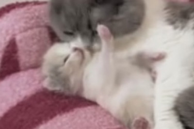 ROFL Alert! Pets Unleash Their Hilarious Antics in this Must-Watch Funny Video Compilation!