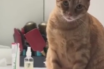This Cat's Couture Catastrophe Will Leave You in Stitches! Watch as He Struts His Stuff in Outrageously Hilarious Outfits!