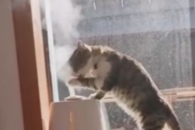This Hilarious Cat's Aquatic Adventure Will Make Your Jaw Drop! Watch as He Turns Bath Time into an Adorable Splash Zone!