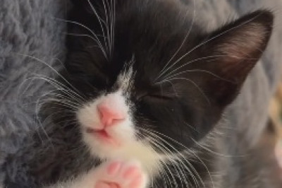 Tiny Cat, Big Attitude Alert! Prepare to be Amazed by the Hilarious Antics of This Rebellious Feline Dynamo!