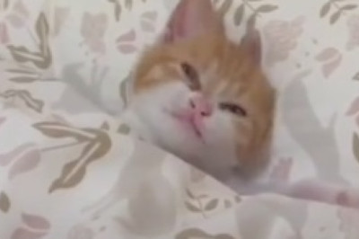 Unleash the Catitude: Hilarious Cat Takes Sofa Sitting to a Whole New Level!