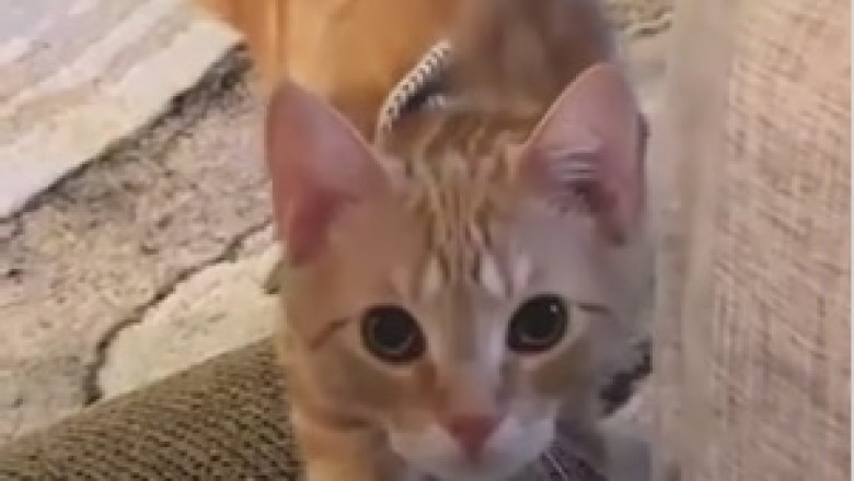 Watch This Rebel Cat's Hilarious Quest for Kitty Liberation!