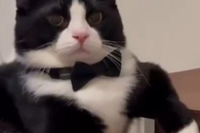 Adorable Alert: Get Ready for Cuteness Overload with the Tiny Little Cat!