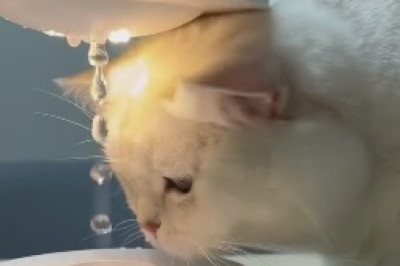 Adorable Ball of Fluff Alert! This Tiny Cat Will Melt Your Heart with Cuteness!