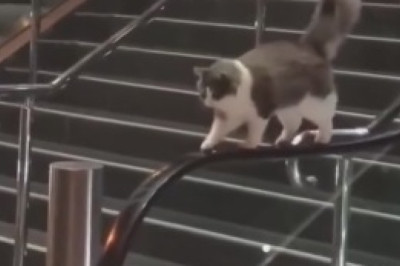 Adorably Hilarious Feline Naptime: Watch as a Cat Takes an Unexpectedly Cozy Retreat in a Rose Pot!