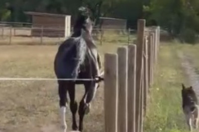 Canine Kite Alert! Unbelievable Dog Soars Sky-High in Jaw-Dropping Leap!