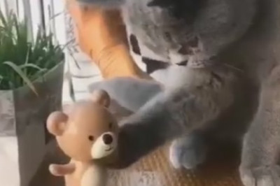 Cat Gone Wild! Hilarious Cat Flees in Fear from a Tiny Ball!