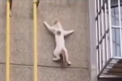 Crazy Kitty Gymnastics! Watch this Hilarious Cat Mastering Agility Skills!