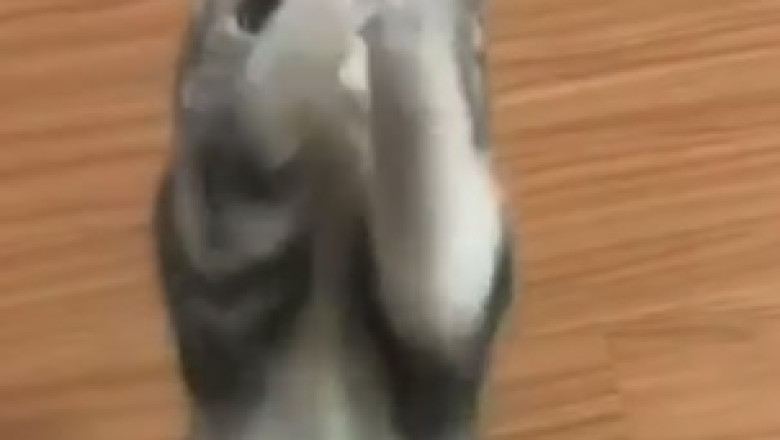 Cutest Alarm Clock Ever! Watch This Hilarious Video of a Sleepy Kitten Trying to Resist the Urge to Snooze!