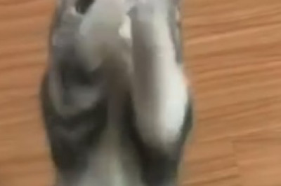 Cutest Alarm Clock Ever! Watch This Hilarious Video of a Sleepy Kitten Trying to Resist the Urge to Snooze!