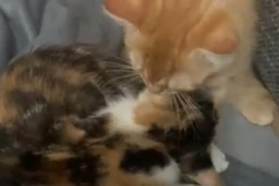 Double the Cuteness, Double the Hilarity: Watch These Two Beautiful Cats Steal Hearts in the Most Adorable Way!