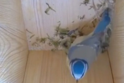 Feathery Delight: Watch this Gorgeous Bird's Hilarious Tree Branch Gigs!