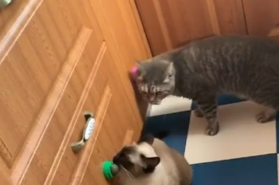 Feline Felons: 4 Crafty Cats Plot Hilarious Escape!