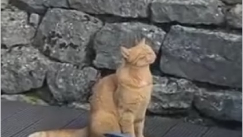 Feline Java Addict Alert! Hilarious Cat Will Stop at Nothing to Get a Taste of Morning Coffee!