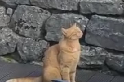 Feline Java Addict Alert! Hilarious Cat Will Stop at Nothing to Get a Taste of Morning Coffee!