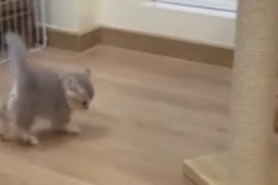 Hilarious Cat Couch Conundrum: This Stubborn Kitty Just Won't Budge!