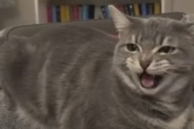 Hilarious Cat Gone Veggie: Meet the Carrot-Crazed Feline!