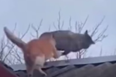 Hilarious Cat Mishap: A Balcony Adventure Gone Purr-fectly Wrong!