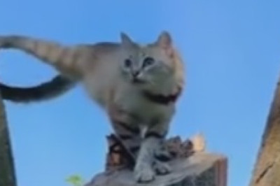 Hilarious Cat vs. The Great Outdoors: A Battle of Will and Stubbornness!