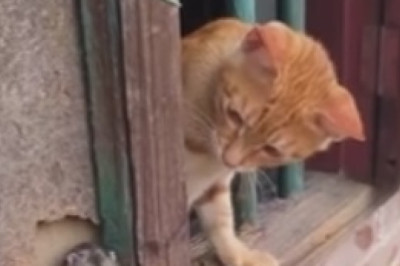 Hilarious Cat vs. The Window: A Battle of Determination and Hilarity!