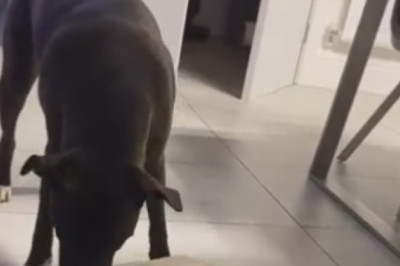 Hilarious Dog Duo Embark on Epic Adventure in the Wild! Watch as They Conquer the Great Outdoors with their Unforgettable Antics!