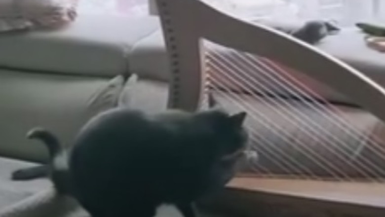 Hilarious Fat Cat Takes Over the Internet! Prepare for Nonstop Laughter with This Round and Purr-ecious Feline!