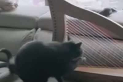 Hilarious Fat Cat Takes Over the Internet! Prepare for Nonstop Laughter with This Round and Purr-ecious Feline!