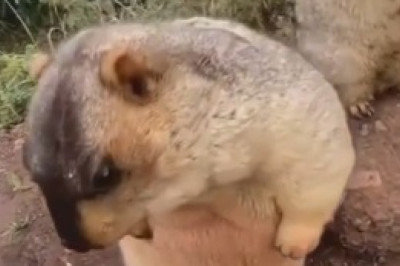 Hilarious Groundhog Proves It Doesn't Need Coca-Cola to Enjoy a Tasty Snack - Cue the Belly Laughs!