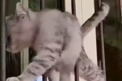 Hilariously Pawsome: Watch This Unlikely Hero, a Cat, Herding Sheep Like a Pro!