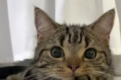 Makeup Moggy: Hilarious Cat Smears Women's Cosmetics All Over its Adorable Face!