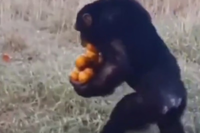 Monkey Takes Justice into its Own Hands! Watch as a Clever Primate Teaches a Thief a Lesson!