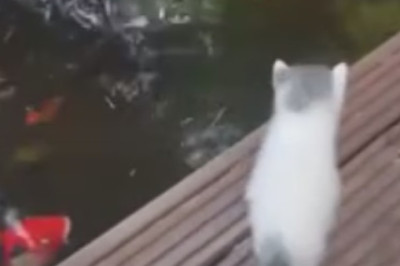 Pawsitively Epic: This Cat Takes Spinning to a Whole New Level!