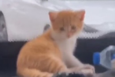 Pawsome Cat's Hilarious Garden Gala: A Comedy Showdown!